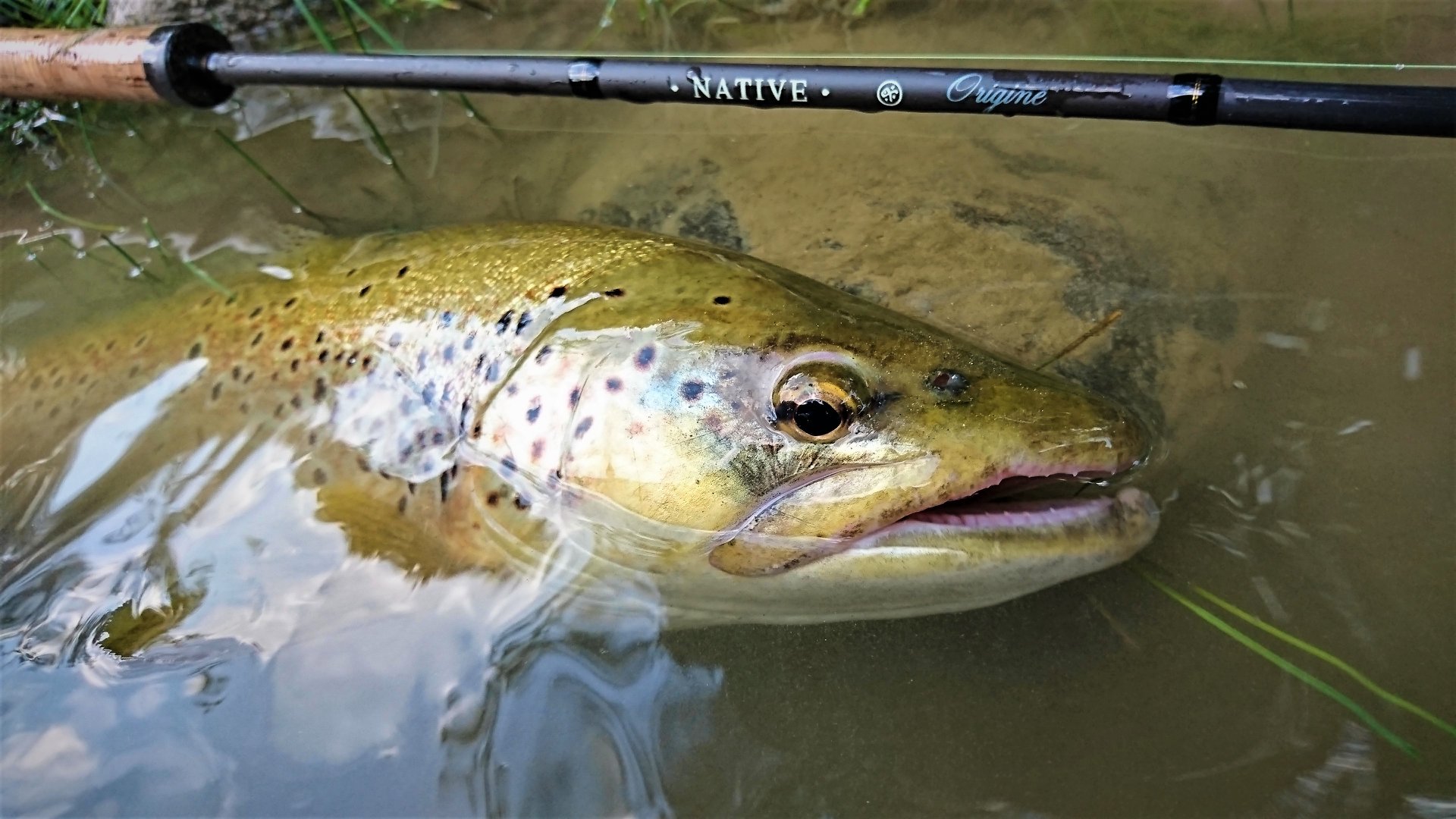 NATIVE - Pêche Truite