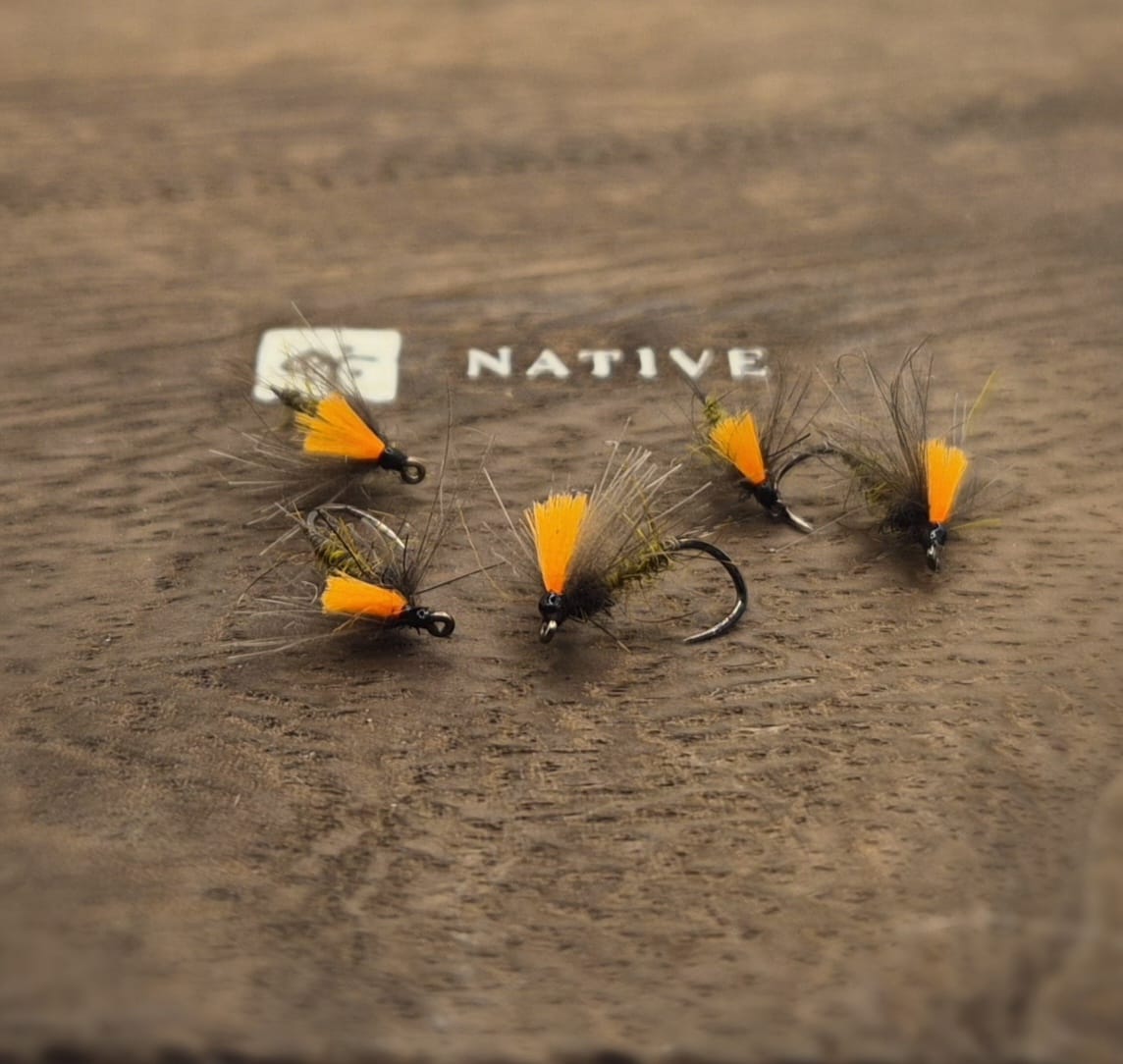 Baron olive Matt & Lenka